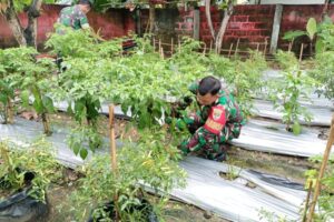 Perawatan Rutin Tanaman Cabe Untuk Kualitas Terbaik: Danramil 06/Tigaraksa Berbagi Strategi Efektif