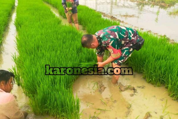 Sertu M. Asyari Dampingi Petani Tanam Padi di Bekasi Utara