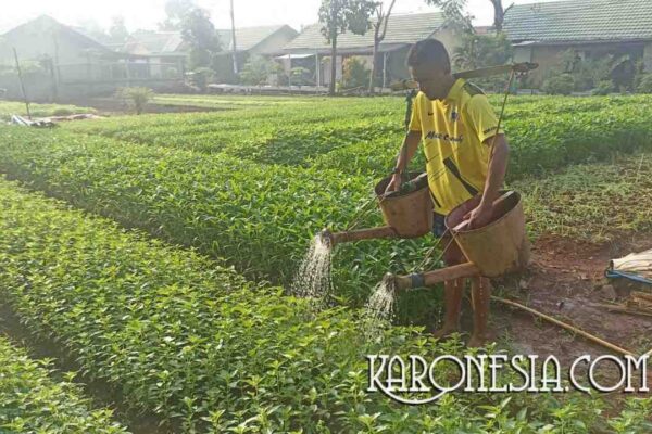 Yonif 201/JY Manfaatkan Lahan Kosong, Tingkatkan Pangan Mandiri