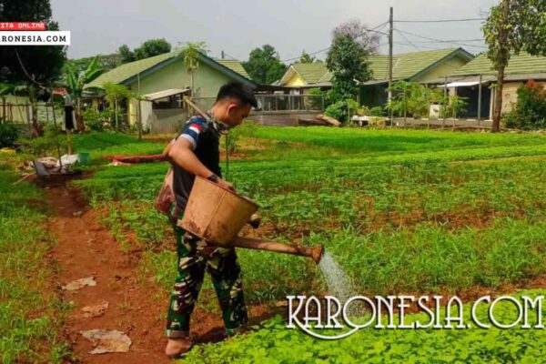 Yonif 201/JY Kembangkan Urban Farming, Perkuat Ketahanan Pangan