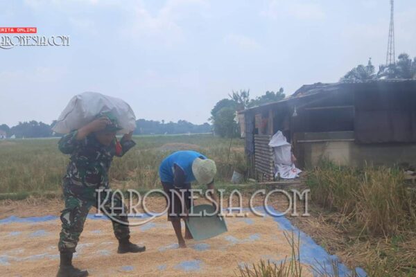 Babinsa Cimuning Panen Padi, Bulog Siap Serap 3 Ton