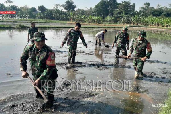 TNI Turun Sawah di Bekasi, Koramil dan Petani Kompak Jaga Ketahanan Pangan