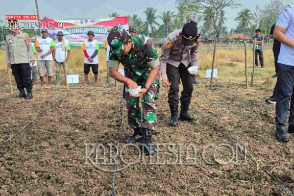 Penanaman Jagung Serentak di Kronjo, Bukti Sinergi TNI-Polri dan Petani