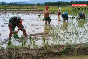 TNI Bersama Petani Aceh Utara Wujudkan Ketahanan Pangan