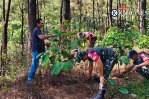 Dua Tahun Pasca Kebakaran, Gunung Lawu Hijau Berkat Program TNI AD