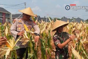 Koramil 12/Rajeg dan Muspika, Tingkatkan Nilai Jual Jagung Lewat Pengeringan Alami