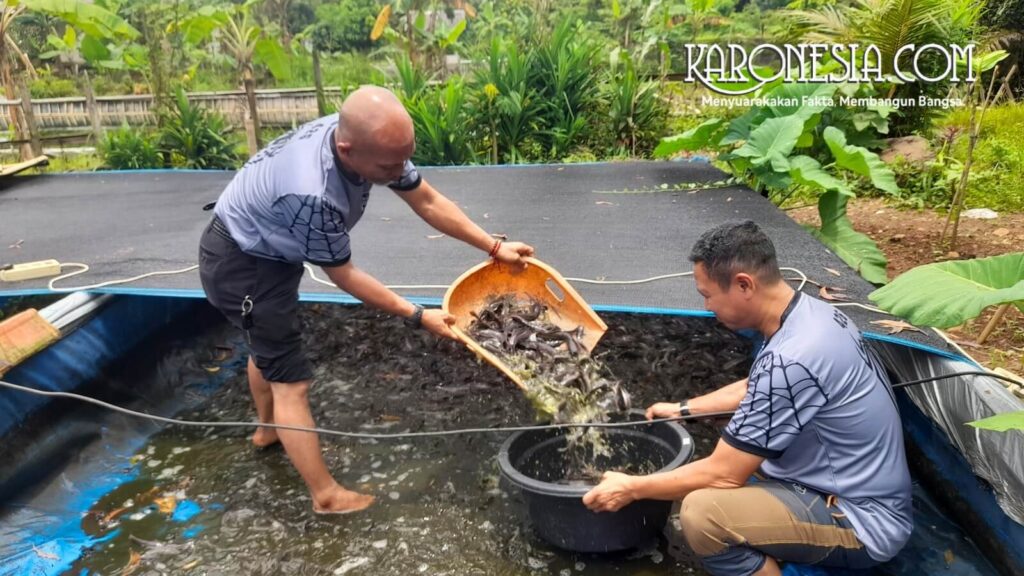 Anggota komunitas memanen ikan lele dari kolam budidaya di Tangerang Selatan