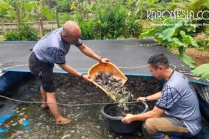 Anggota komunitas memanen ikan lele dari kolam budidaya di Tangerang Selatan