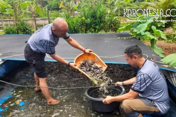 Anggota komunitas memanen ikan lele dari kolam budidaya di Tangerang Selatan