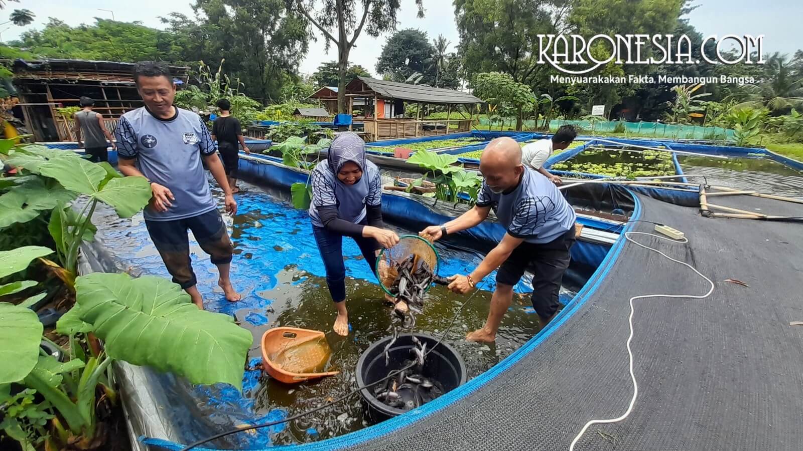 Anggota komunitas memanen ikan lele menggunakan jaring di kolam budidaya
