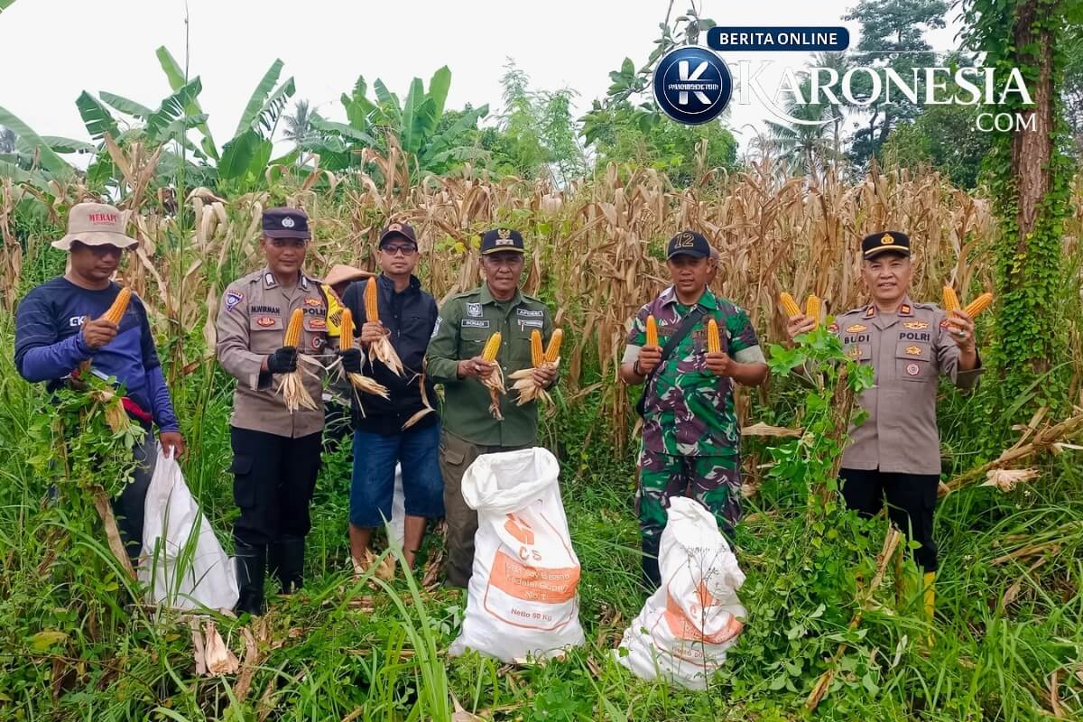 Panen jagung 2,8 ton di Desa Sukamanah, Tangerang, dihadiri Babinsa, Bhabinkamtibmas, dan perangkat desa.