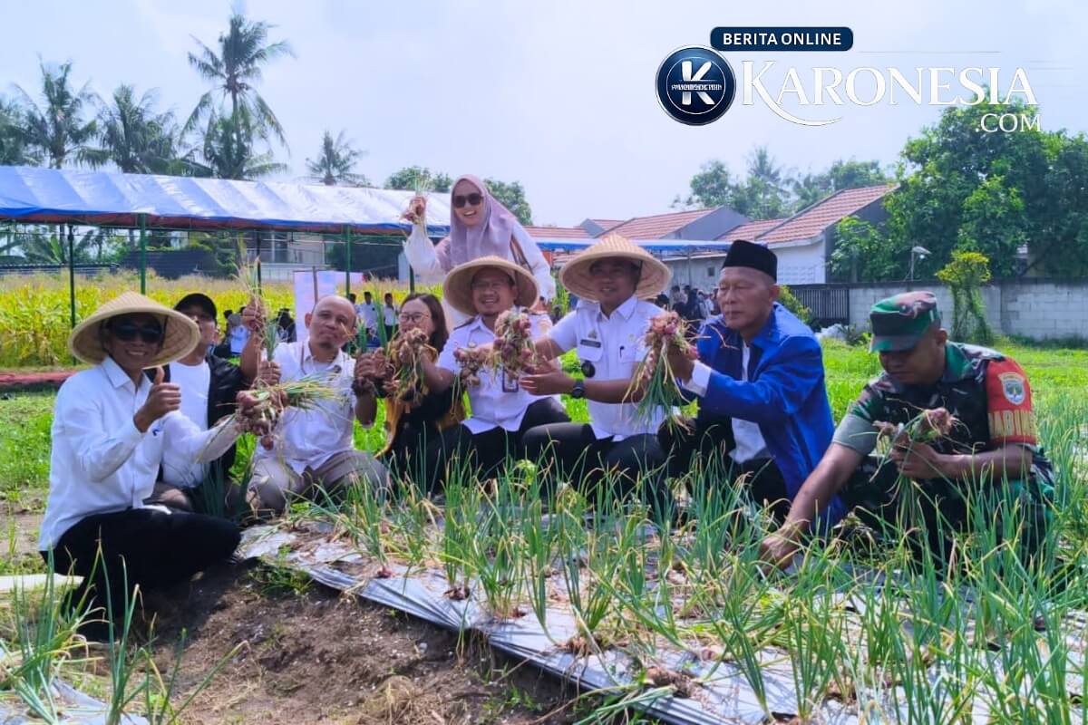 Panen bawang merah di Desa Pondok Kelor, Sepatan Timur, Tangerang