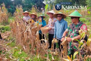 Babinsa Tigaraksa Dampingi Panen Jagung BUMDes di Desa Pete