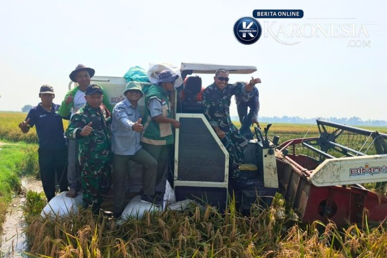 Danramil 09 Mauk monitoring panen raya padi di Tegal Kunir