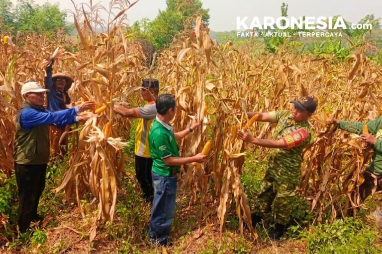 Panen jagung 1,2 ton/ha di Rajeg, Tangerang, hasil turun karena kemarau, didampingi Babinsa & Bumdes
