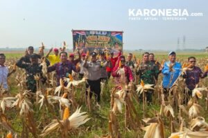 Panen jagung hibrida kelompok tani binaan Koramil 09 Mauk di Kemiri Tangerang