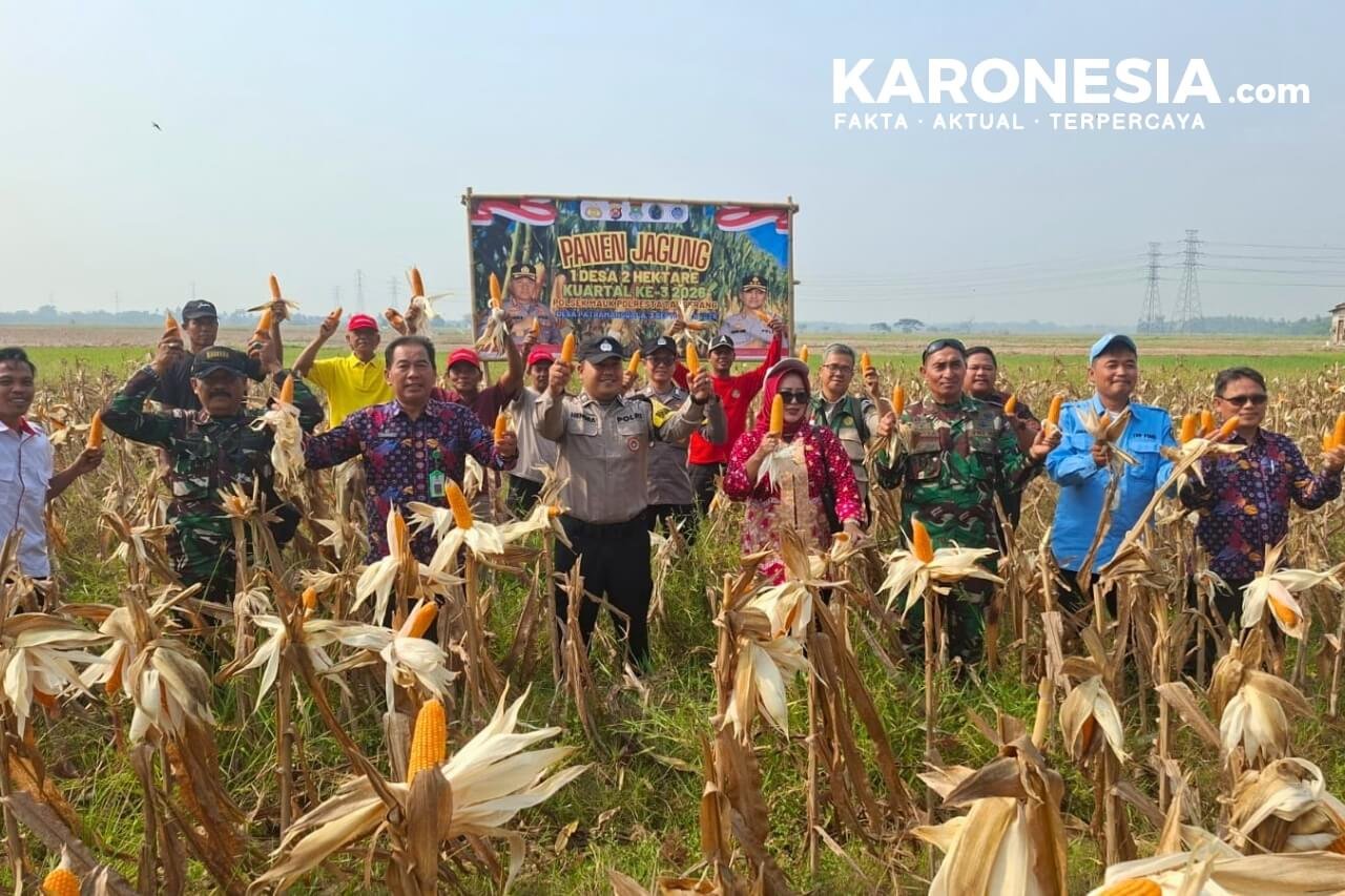 Panen jagung hibrida kelompok tani binaan Koramil 09 Mauk di Kemiri Tangerang
