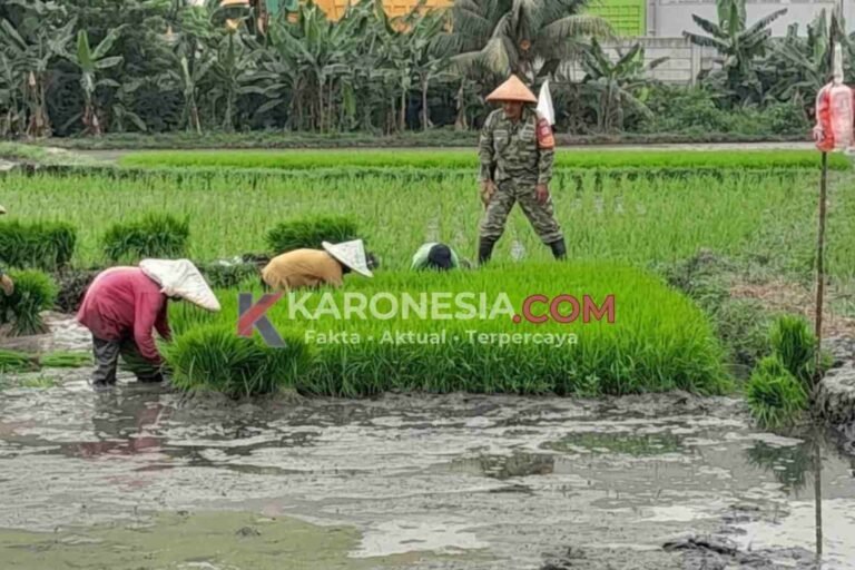Babinsa memantau petani menanam padi di sawah Jayanti, Tangerang, dalam monitoring ketahanan pangan