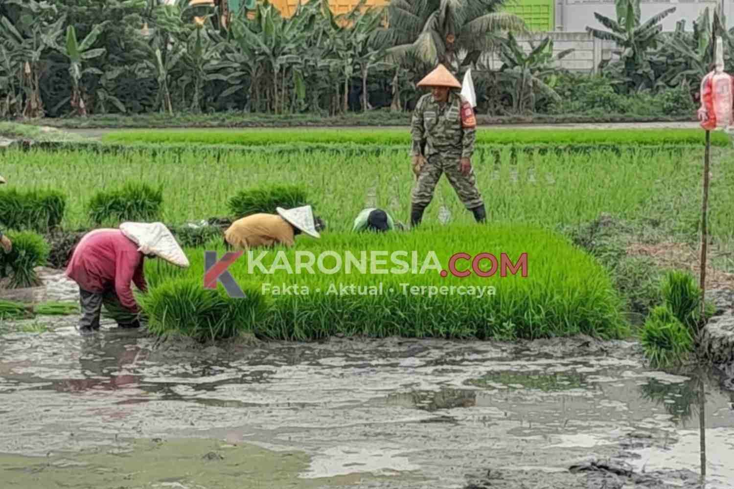 Babinsa memantau petani menanam padi di sawah Jayanti, Tangerang, dalam monitoring ketahanan pangan